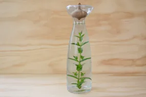 Alfredo Haberli Carafe